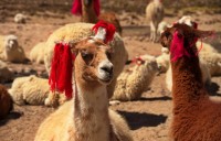 Drumul ne poarta prin Rezervatia Natura Pampa Canahua unde traiesc diferite specii de camelide precum alpaca, lama dar si vicunia