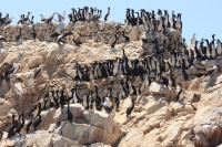 la Insulele Ballestas, unde spectacolul pasarilor si a leilor de mare rivalizeaza cu cel gasit pe Insulele Galapagos.