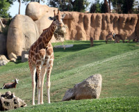 Adulti si copii deopotriva, va recomandam cu caldura o vizita la Valencia Bioparc, o versiune de Sec XXI a unei gradini zoologice unde animalele traiesc intrun habitat foarte apropiat de cel natural.