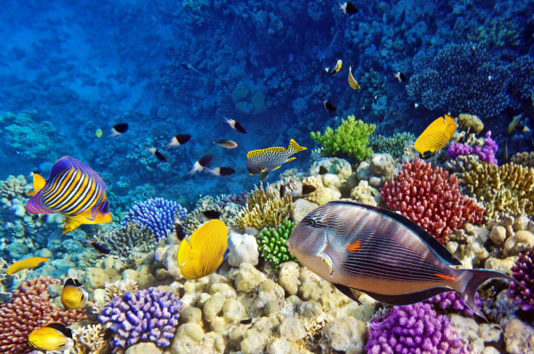 Va sugeram o Croaziera pe Marea Rosie cu posibilitatea de a face snorkeling si a admira renumitele recife de corali.