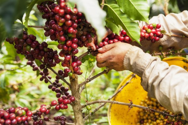 In prima parte a zilei descoperim cultura cafelei si vizitam cea mai importanta zona de cultivare a cafelei din Columbia